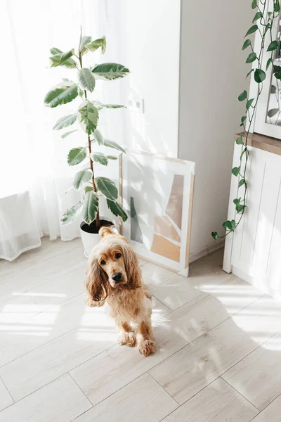 Bunte Ficus Elastika Pflanze Gummibaum Hellweißen Wohnzimmer Interieur — Stockfoto