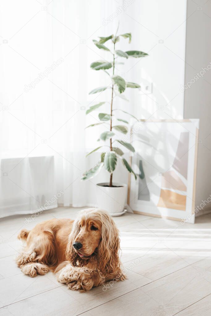 Variegated Ficus elastica plant, rubber tree in light white living room interior