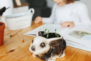 Kiev, Ukrayna - 4 Ekim 2020: Çocuk bilim deneyi - Çocuk, Bahçıvan Harvey 'in Ukrayna' da tohum yetiştirmeyi öğrenme kitabını okudu. Saksıda küçük bezelyeler filizlendikten bir hafta sonra