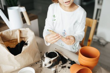 Çocuk bilimi deneyi - Çocuk evde bezelye tohumu yetiştirmeyi öğreniyor. Adım adım talimatlar. Toprakta Delik Açın