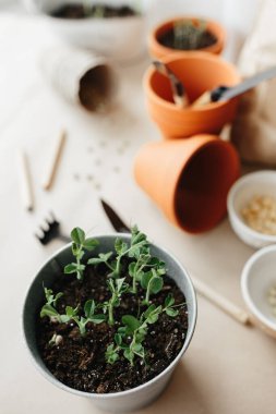 Evde bezelye tohumları nasıl yetiştirilir. Yeni bezelyeler demlikte filizlenir, tohum ektikten iki hafta sonra, toprak, bezelye tohumu, el işi kağıdında bahçıvan aletleri.