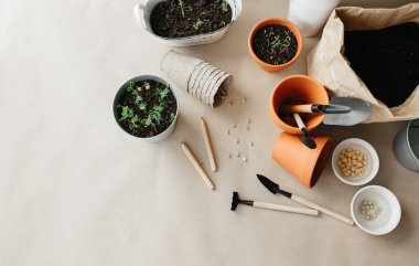 Evde bezelye tohumları nasıl yetiştirilir. Yeni bezelyeler demlikte filizlenir, tohum ektikten iki hafta sonra, toprak, bezelye tohumu, el işi kağıdında bahçıvan aletleri.