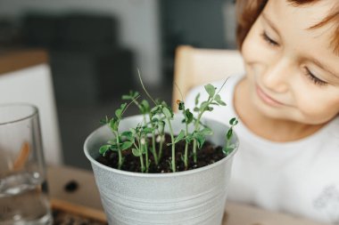Çocuk bilimi deneyi - Çocuk evde bezelye tohumu yetiştirmeyi öğreniyor. Adım adım talimatlar. Küçük kız, tohumları ektikten iki hafta sonra çömleğin içinde yeni filizlenen bezelyeleri izliyor.