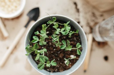 Tohum ektikten iki hafta sonra, çömlekte yeni küçük bezelyeler filizleniyor.