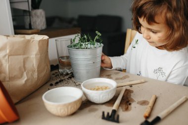 Çocuk bilimi deneyi - Çocuk evde bezelye tohumu yetiştirmeyi öğreniyor. Adım adım talimatlar. Küçük kız, tohumları ektikten iki hafta sonra çömleğin içinde yeni filizlenen bezelyeleri izliyor.