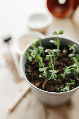Tohum ektikten iki hafta sonra, çömlekte yeni küçük bezelyeler filizleniyor.