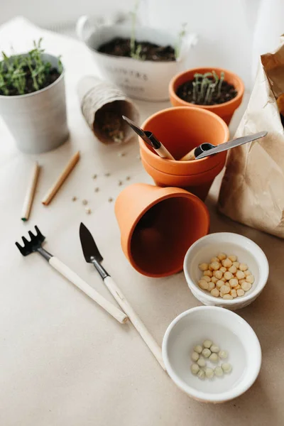 How Grow Peas Seeds Home New Small Peas Sprout Pot — Stock Photo, Image