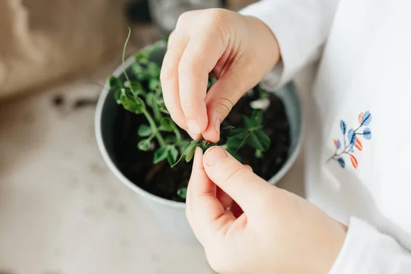 Bambini Esperimento Scienza Bambino Imparare Coltivare Semi Piselli Casa Istruzioni — Foto Stock