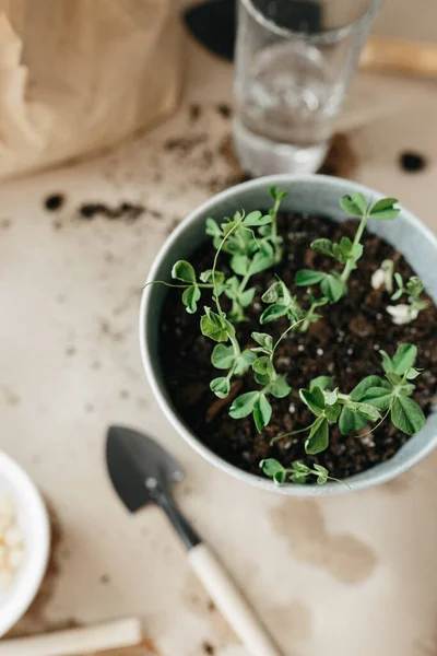 New small peas sprout in pot, two week after planting seeds