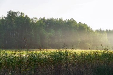 Işık woods ile bir göl kenarında yükselen güneş ışını