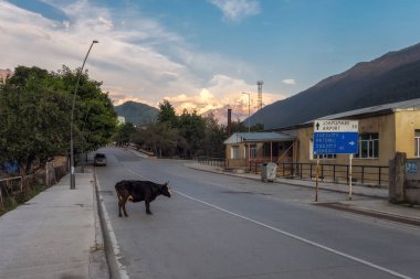 Siyah inek ayakta Mestia Svaneti Gürcistan yolda