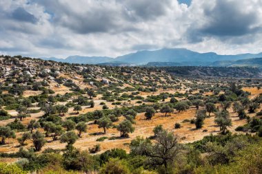Kum zeytin ağaçları ve dağlar ile manzara