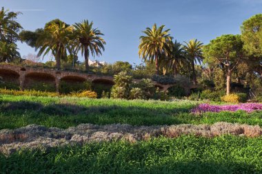 Avuç içi, çam ağaçları, yeşil çim ve çiçek Park Guell Avusturya bahçelerinde. Bahar Barcelona.