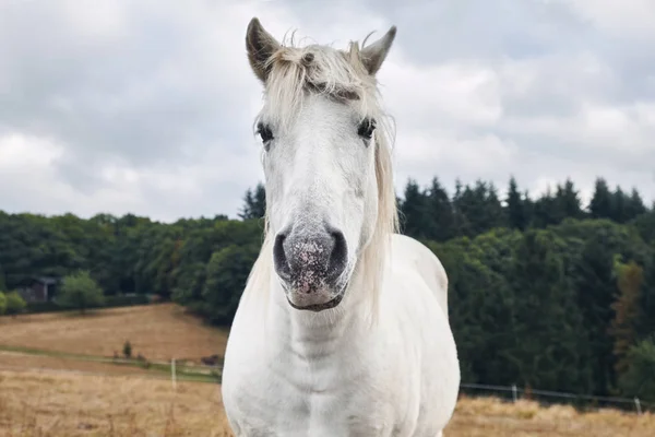 Retrato de un hermoso caballo blanco vista frontal de cerca — Foto de Stock