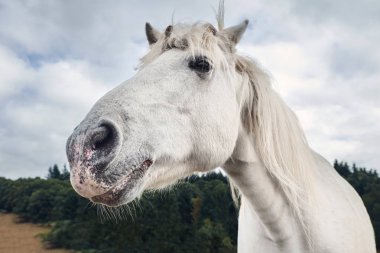 Beyaz at başı manzaralı, arka planda orman var.