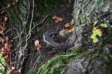 At nalı adım atmak için bir ağaca dövülerek