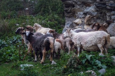 Svan Kulesi'nin antika taş duvarından mineralleri yalayan koyunlar