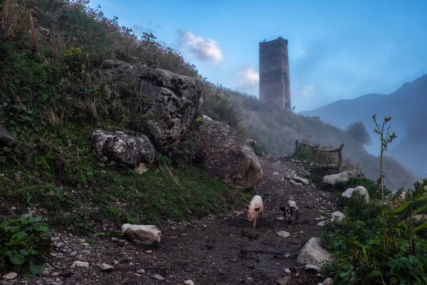 Antiga torre svan em neblina luz mística em uma colina e dois leitões em uma estrada de terra em Svaneti Geórgia — Fotografia de Stock