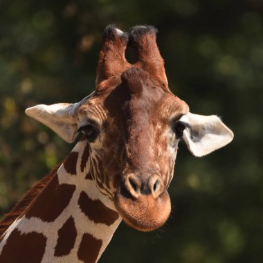 Retiküle zürafa (zürafa zürafa reticulata)                            