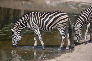 Chapman'ın zebra (Equus quagga chapmani içme)                 