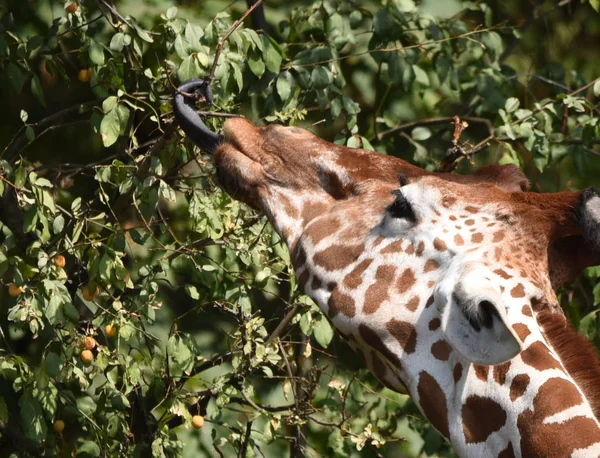 Jirafa Reticulada Giraffa Camelopardalis Reticulata — Foto de Stock