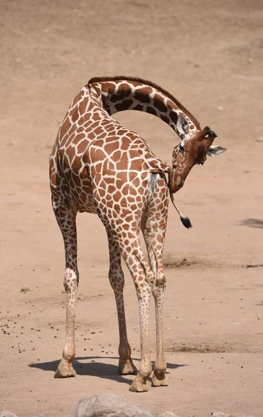 Žirafa Síťovaná Giraffa Camelopardalis Reticulata — Stock fotografie