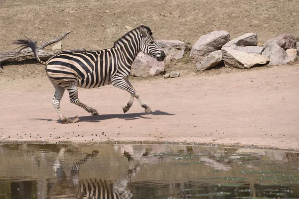 Chapman Zebra Equus Quagga Chapmani — Stockfoto
