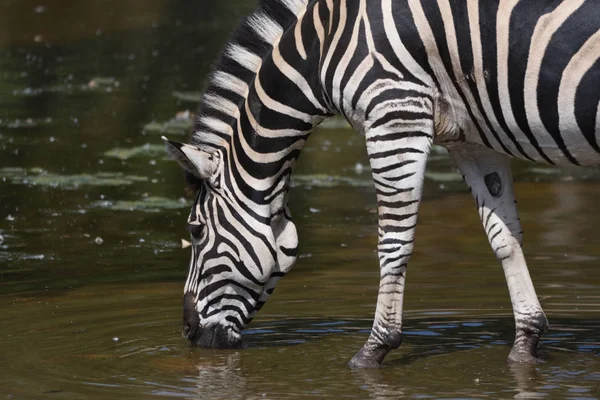 Chapmans Zebra Trinken Equus Quagga Chapmani — Stockfoto
