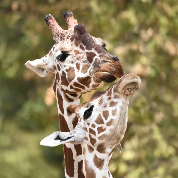 Netzgiraffe Giraffa Camelopardalis Reticulata — Stockfoto