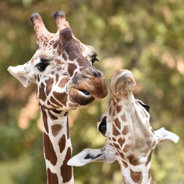 Netzgiraffe Giraffa Camelopardalis Reticulata — Stockfoto