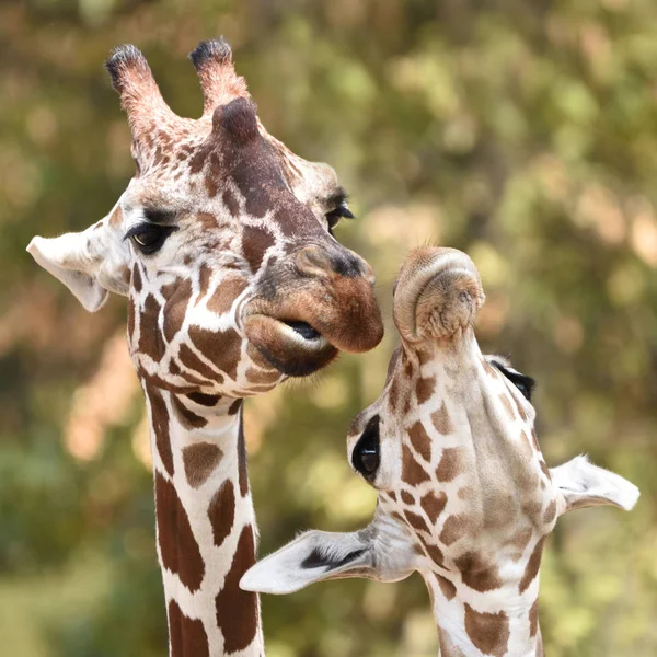 Reticulated Giraffe Giraffa Camelopardalis Reticulata — Stock Photo, Image