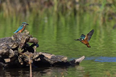 Genel Kingfisher (Alcedo at this)             