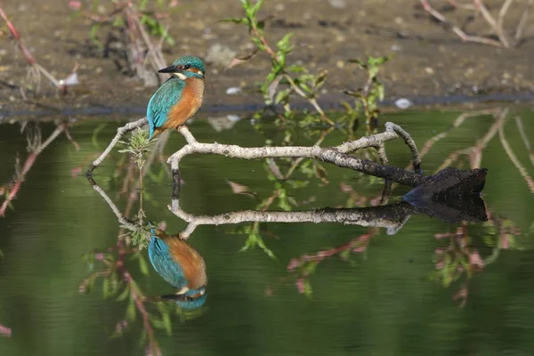 Martin Pêcheur Commun Alcedo Atthis — Photo