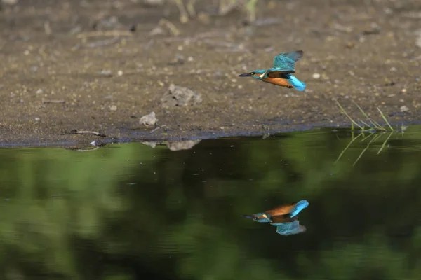 Gemensam Kungsfiskare Alcedo Vid Detta — Stockfoto