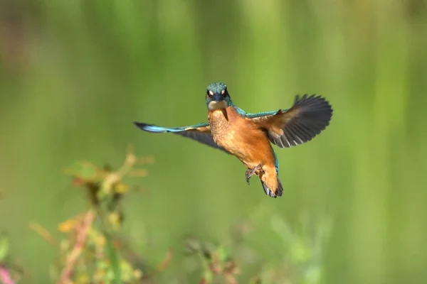 Gemensam Kungsfiskare Alcedo Vid Detta — Stockfoto