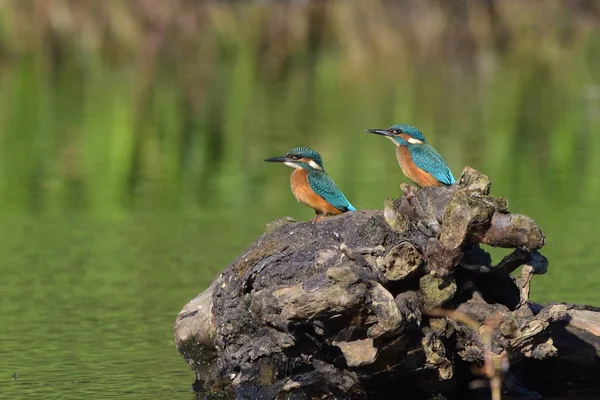 Gemensam Kungsfiskare Alcedo Vid Detta — Stockfoto