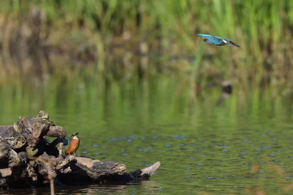 Gemensam Kungsfiskare Alcedo Vid Detta — Stockfoto