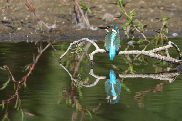 Genel Kingfisher Alcedo — Stok fotoğraf