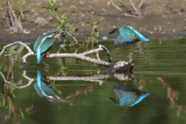 Gemensam Kungsfiskare Alcedo Vid Detta — Stockfoto