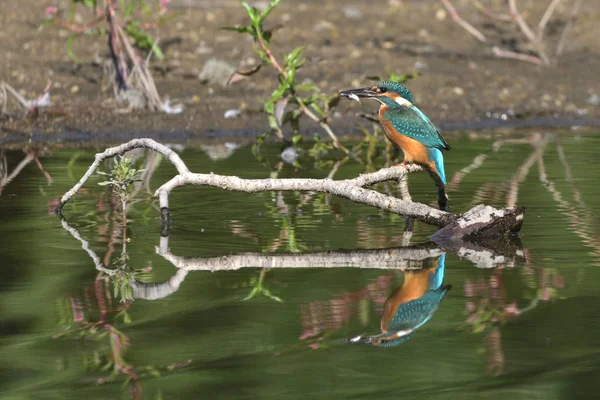 Gemensam Kungsfiskare Alcedo Vid Detta — Stockfoto