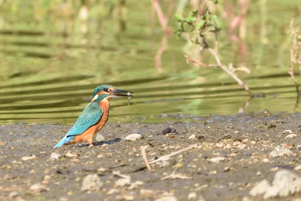 Gemensam Kungsfiskare Alcedo Vid Detta — Stockfoto