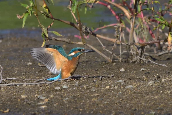 Gemensam Kungsfiskare Alcedo Vid Detta — Stockfoto