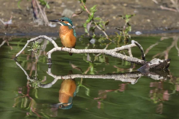 ชเชอร วไป Alcedo Atthis — ภาพถ่ายสต็อก