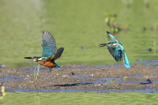 Gewone Ijsvogel Alcedo — Stockfoto