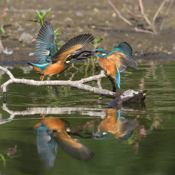 Kingfisher Comum Alcedo Atthis — Fotografia de Stock