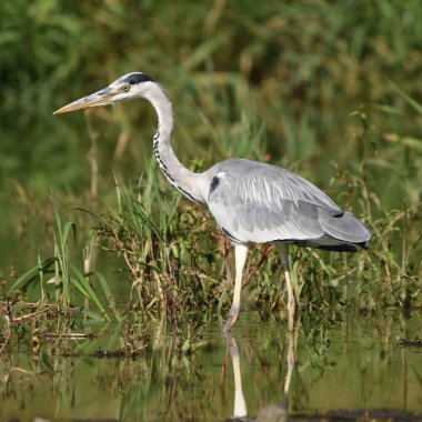 Gri balıkçıl (Ardea cinerea), gerçek yaban hayatı - Hayvanat Bahçesi yok