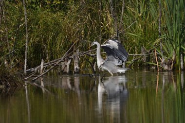 Gri balıkçıl avcılık balık (Ardea cinerea), gerçek yaban hayatı                    