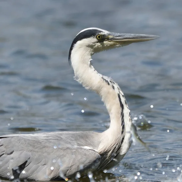 Gri Balıkçıl Avcılık Balık Ardea Cinerea Gerçek Yaban Hayatı Hayvanat — Stok fotoğraf