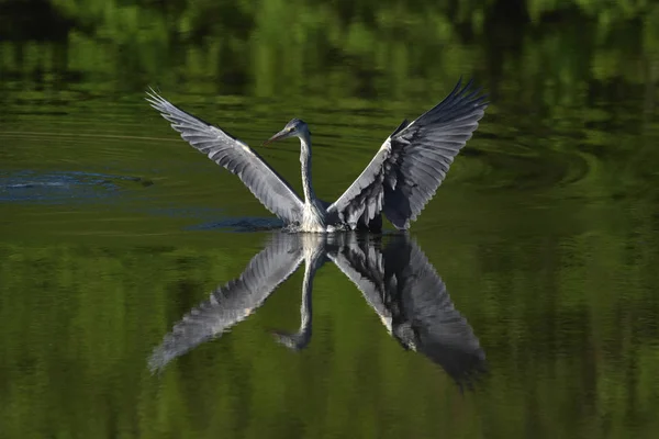 Gri Balıkçıl Ardea Cinerea Gerçek Yaban Hayatı Hayvanat Bahçesi Yok — Stok fotoğraf