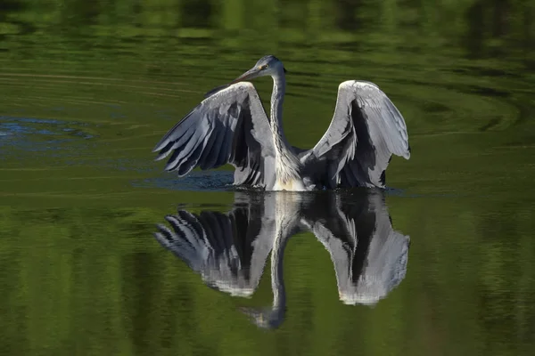 Gri Balıkçıl Ardea Cinerea Gerçek Yaban Hayatı Hayvanat Bahçesi Yok — Stok fotoğraf